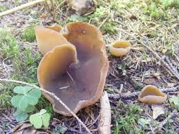 Attēlu rezultāti vaicājumam “Peziza badia”