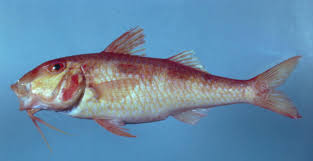 Image result for Pseudupeneus maculatus