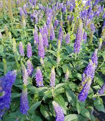 Attēlu rezultāti vaicājumam “Veronica longifolia flower”