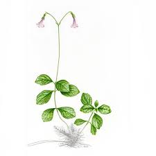 Attēlu rezultāti vaicājumam “Linnaea borealis leaf”