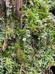 Attēlu rezultāti vaicājumam “Cladonia coniocraea”