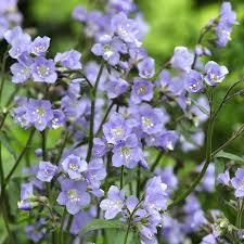 Attēlu rezultāti vaicājumam “Polemonium caeruleum bud”