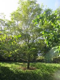 Attēlu rezultāti vaicājumam “Juglans x sinensis”
