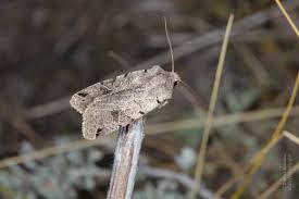 Attēlu rezultāti vaicājumam “Agrochola litura”