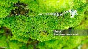 Attēlu rezultāti vaicājumam “Hypnum cupressiforme”