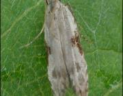 Attēlu rezultāti vaicājumam “Hypatima rhomboidella”