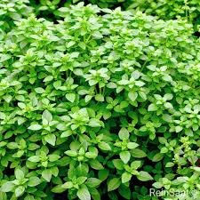 Image result for Basilikum