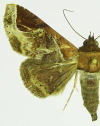 Attēlu rezultāti vaicājumam “Oeneis jutta underside”