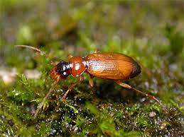 Attēlu rezultāti vaicājumam “Leistus ferrugineus”