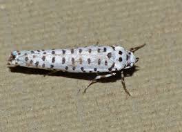 Attēlu rezultāti vaicājumam “Yponomeutidae”