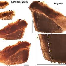 Image result for Carpiodes velifer