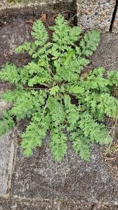 Attēlu rezultāti vaicājumam “Jacobaea vulgaris”