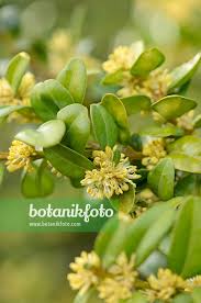 Attēlu rezultāti vaicājumam “Buxus sempervirens flower”