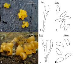 Attēlu rezultāti vaicājumam “Dacrymyces chrysospermus spores”
