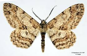 Attēlu rezultāti vaicājumam “Hypomecis punctinalis”