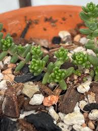 Attēlu rezultāti vaicājumam “Sedum album bud”