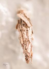 Attēlu rezultāti vaicājumam “Psyche casta larva”