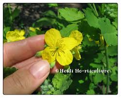 Attēlu rezultāti vaicājumam “Chelidonium majus bud”