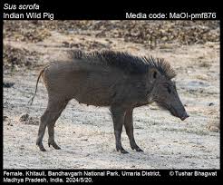 Attēlu rezultāti vaicājumam “Sus scrofa”