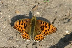 Attēlu rezultāti vaicājumam “Issoria lathonia upperside”