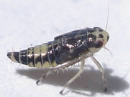 Attēlu rezultāti vaicājumam “Macrosteles sp. imago”