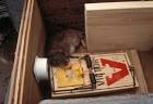 Rat catched in rat catch - via Daymix