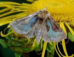 Attēlu rezultāti vaicājumam “Diachrysia tutti”