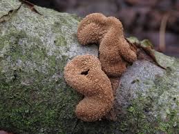 Attēlu rezultāti vaicājumam “Encoelia furfuracea”