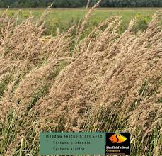 Attēlu rezultāti vaicājumam “Festuca pratensis”