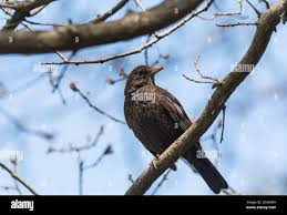 Attēlu rezultāti vaicājumam “Turdus merula juvenile”