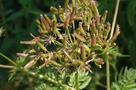Attēlu rezultāti vaicājumam “Chaerophyllum aromaticum”