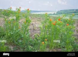 Image result for Adonis aestivalis