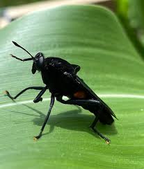 Attēlu rezultāti vaicājumam “Anoplius viaticus”