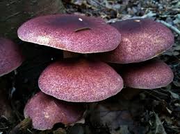 Attēlu rezultāti vaicājumam “Tricholomopsis rutilans”