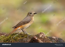 Attēlu rezultāti vaicājumam “Phoenicurus phoenicurus female”