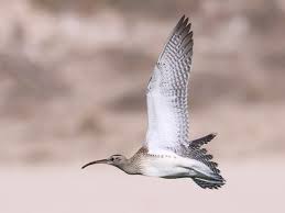 Attēlu rezultāti vaicājumam “Numenius phaeopus adult”
