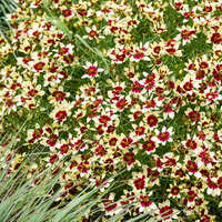 Attēlu rezultāti vaicājumam “Campanula glomerata bud”