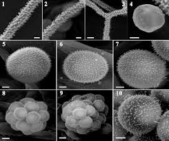 Attēlu rezultāti vaicājumam “Arcyria affinis spores”