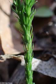 Attēlu rezultāti vaicājumam “Diachea muscorum stalked”