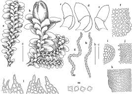 Attēlu rezultāti vaicājumam “Diplophyllum albicans”