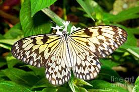 Image result for Papilionoidea
