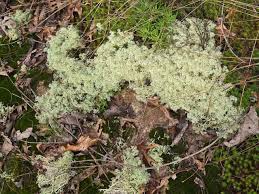 Attēlu rezultāti vaicājumam “Cladonia rangiferina”