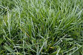 Attēlu rezultāti vaicājumam “Sesleria caerulea bud”