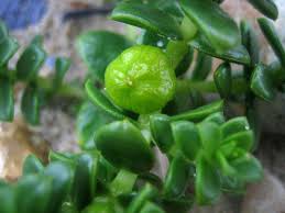 Attēlu rezultāti vaicājumam “Honckenya peploides fruit”