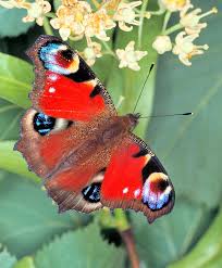 Attēlu rezultāti vaicājumam “Inachis io”