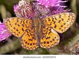 Attēlu rezultāti vaicājumam “Clossiana selene underside”