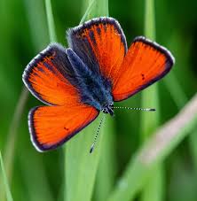 Attēlu rezultāti vaicājumam “Lycaena hippothoe”