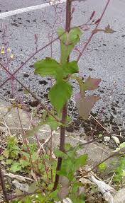 Attēlu rezultāti vaicājumam “Mycelis muralis leaf”