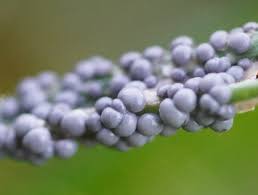 Attēlu rezultāti vaicājumam “Badhamia foliicola”