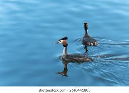 Attēlu rezultāti vaicājumam “Podiceps cristatus adult”